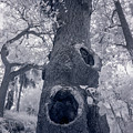 Holy tree