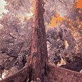 Rocket Tree