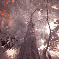 tree to heaven